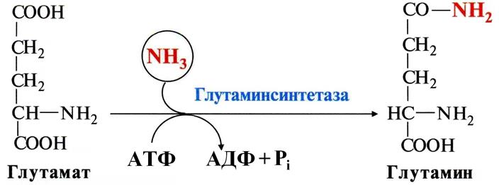 Глутаминсинтетаза расположена в митохондриях клеток - student2.ru