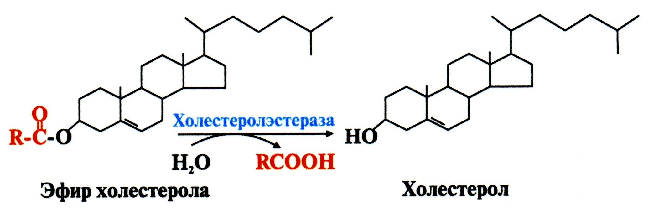 ГМГ-КоA-редуктаза – гликопротеин, пронизывающий мембрану ЭР, активный центр которого выступает в цитозоль - student2.ru