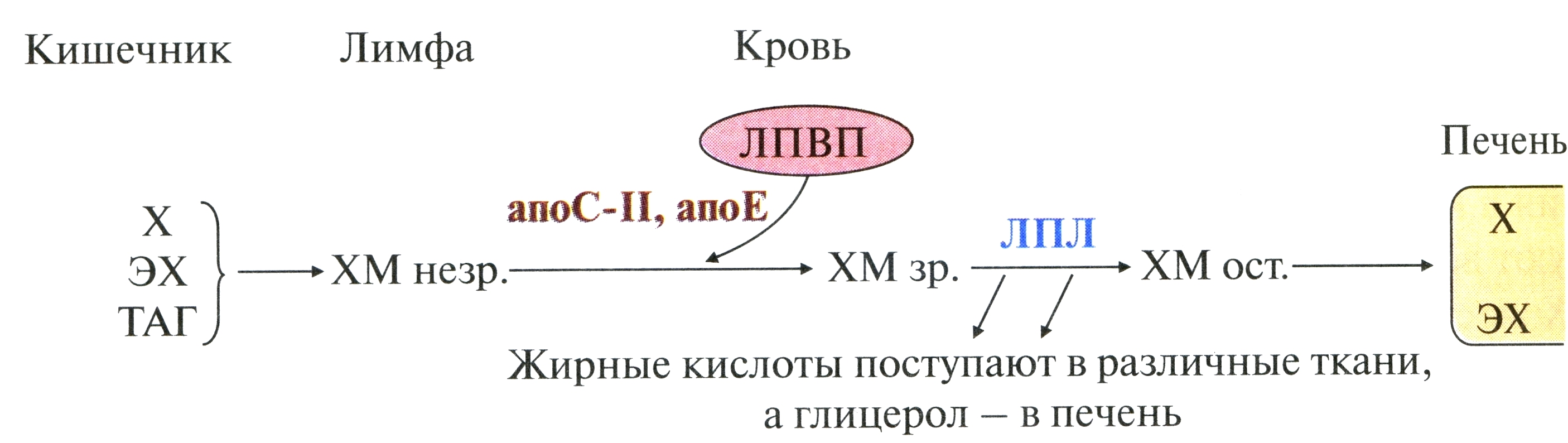 ГМГ-КоA-редуктаза – гликопротеин, пронизывающий мембрану ЭР, активный центр которого выступает в цитозоль - student2.ru