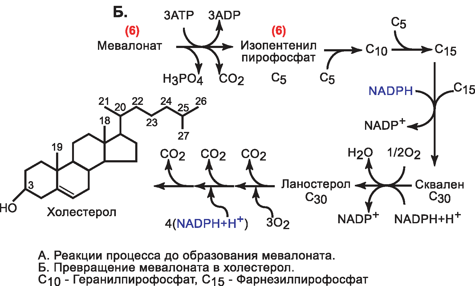 ГМГ-КоA-редуктаза – гликопротеин, пронизывающий мембрану ЭР, активный центр которого выступает в цитозоль - student2.ru