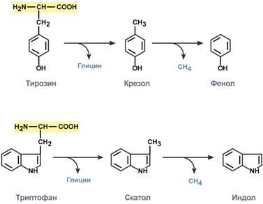 Катаболизм аминокислот в толстом кишечнике - student2.ru