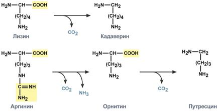 Катаболизм аминокислот в толстом кишечнике - student2.ru