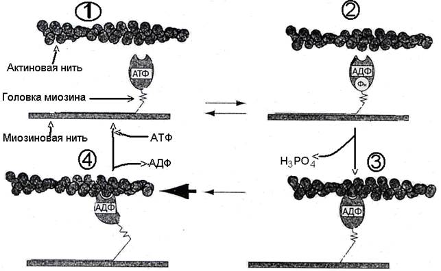 Химические превращения, обеспечивающие сокращение и расслабление мышцы - student2.ru