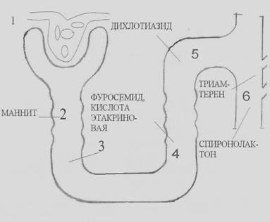 классификации диуретиков - student2.ru