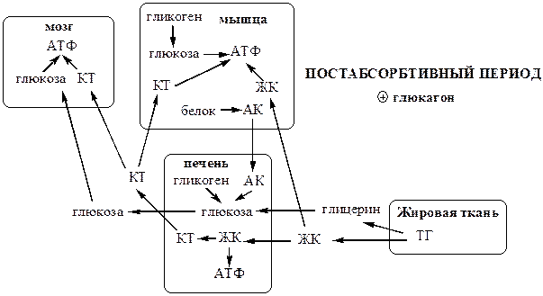 Контринсулярные гормоны - student2.ru