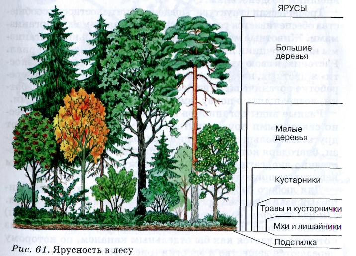 Морфологическая и пространственная структура сообществ - student2.ru