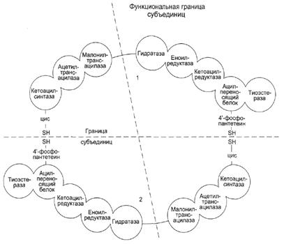 Образование субстратов, необходимых для синтеза ЖК - student2.ru