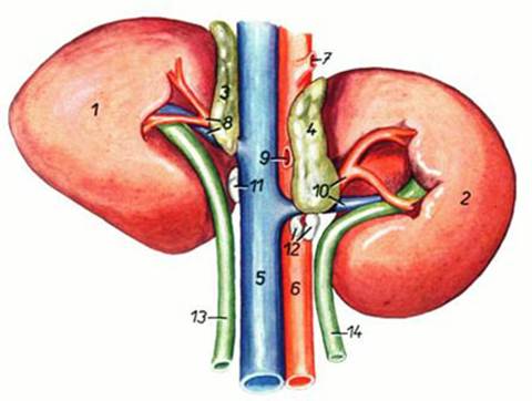 Общая характеристика системы органов мочевыделения - student2.ru
