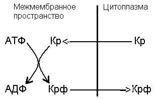 Окислительно-восстановительный потенциал промежуточных переносчиков и изменение свободной энергии при переносе электронов в дыхательной цепи - student2.ru