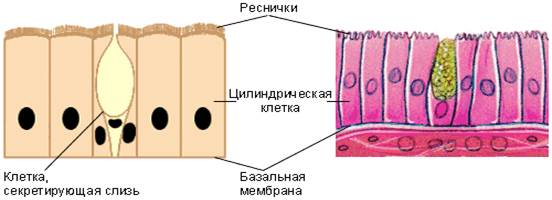 Онтофилогенетическая классификация - student2.ru
