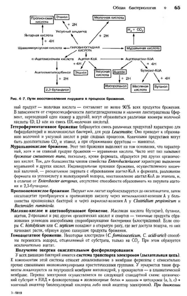 Особенности процесса питания у ГР- - student2.ru