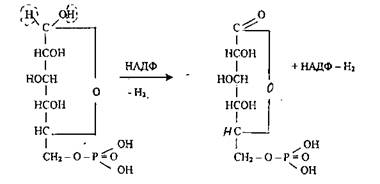 Пентозный цикл аэробного распада - student2.ru