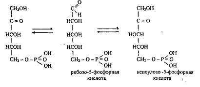 Пентозный цикл аэробного распада - student2.ru