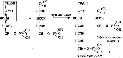 Пентозный цикл аэробного распада - student2.ru