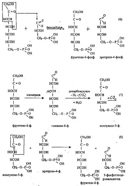 Пентозный цикл аэробного распада - student2.ru