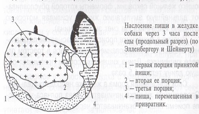 пищеварение в полости рта - student2.ru