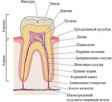 Почему зубную боль устранить сложно при помощи Косплекса «СВЕТЛ»? - student2.ru