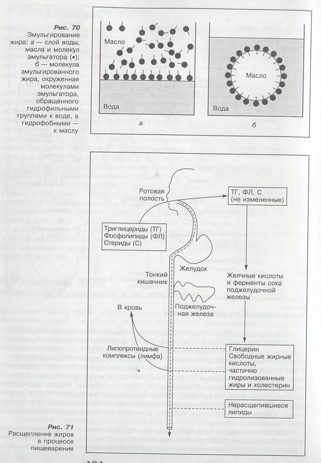 Следовательно, расщепляться могут только уже эмульгированные жиры, которые содержатся в молоке и яичном желтке - student2.ru