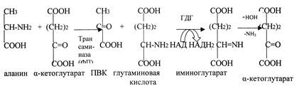 Тема: Обмен и функции аминокислот - student2.ru