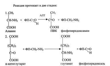 Тема: Обмен и функции аминокислот - student2.ru