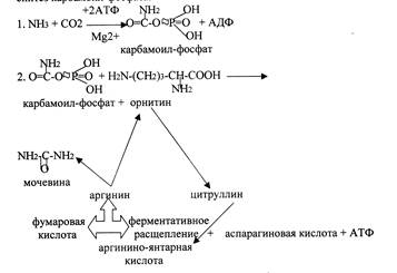 Тема: Обмен и функции аминокислот. 2. Основные вопросы темы - student2.ru