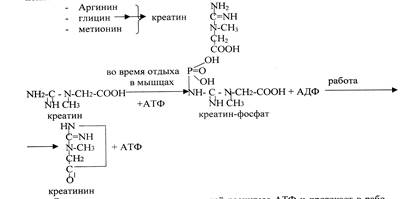 Тема: Обмен и функции аминокислот. 2. Основные вопросы темы - student2.ru