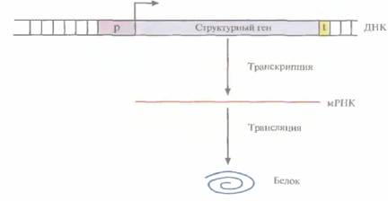 Tobias J. W., T. E. Schrader, G. Rocap, 3 страница - student2.ru