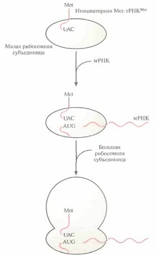 Tobias J. W., T. E. Schrader, G. Rocap, 4 страница - student2.ru