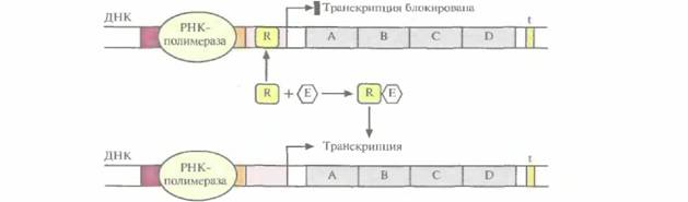 Tobias J. W., T. E. Schrader, G. Rocap, 4 страница - student2.ru