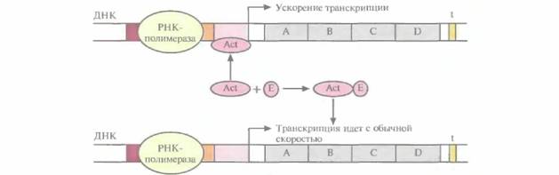 Tobias J. W., T. E. Schrader, G. Rocap, 4 страница - student2.ru