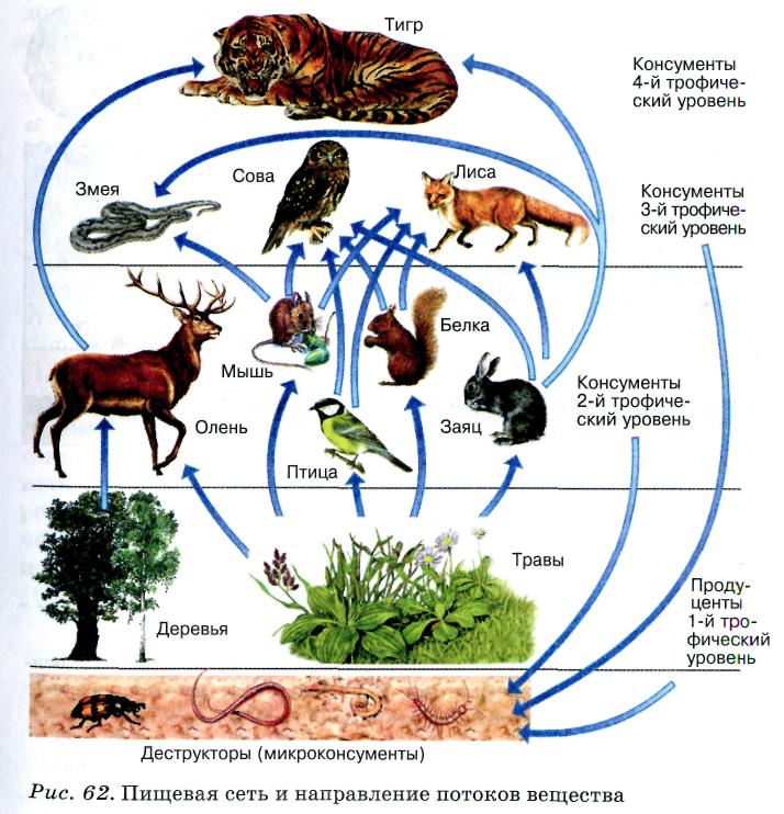 Трофическая структура - student2.ru
