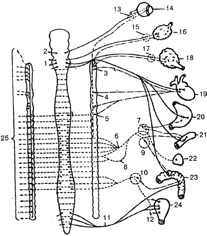 Вегетативная (автономная) нервная система - student2.ru