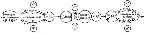 Энергетическая ценность пентозного цикла-36 молекул АТФ - student2.ru