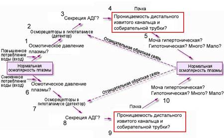 Задание 5. «Регуляция работы органов выделения» - student2.ru