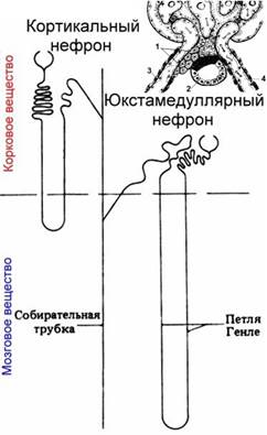 Задание 5. «Регуляция работы органов выделения» - student2.ru