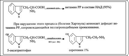 Занятие 2. Обмен и функции белков в детском организме - student2.ru