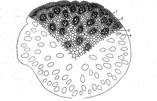 Анатомическое строение стеблей - student2.ru