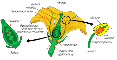 Гипотезы происхождения цветка - student2.ru