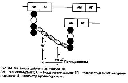 Глава 29. Противобактериальные средства - student2.ru