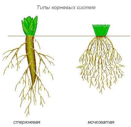 Корневая система и ее типы. Видоизменения корня - student2.ru