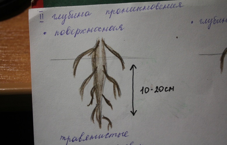 Корневая система и ее типы. Видоизменения корня - student2.ru