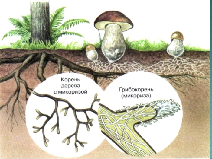 Корневая система и ее типы. Видоизменения корня - student2.ru