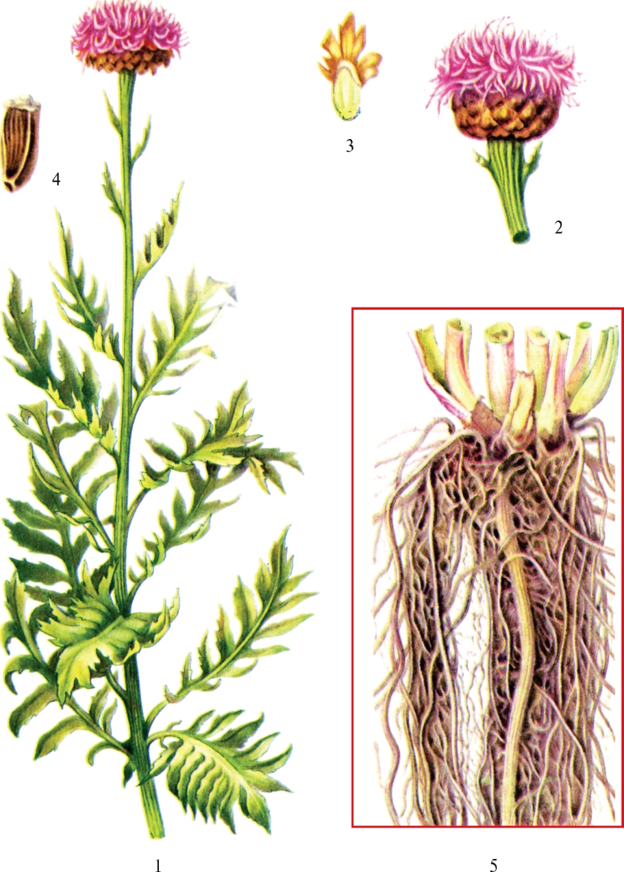 Корневища с корнями левзеи сафлоровидной (рапонтикума сафлоровидного) - Rhizomata cum radicibus Rhapontici carthamoidis (Leuzeae carthamoidis) - student2.ru