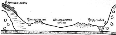 Лекарственные раcтения соснового леса - student2.ru