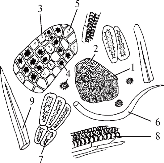 микроскопия объектов лекарственного растительного сырья различных морфологических групп - student2.ru