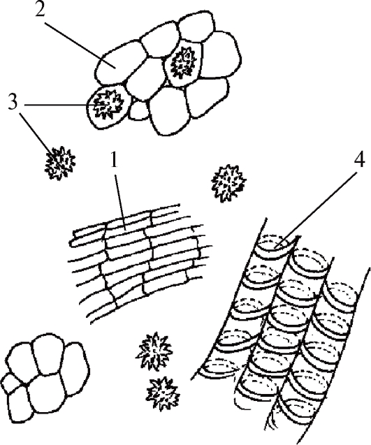 микроскопия объектов лекарственного растительного сырья различных морфологических групп - student2.ru