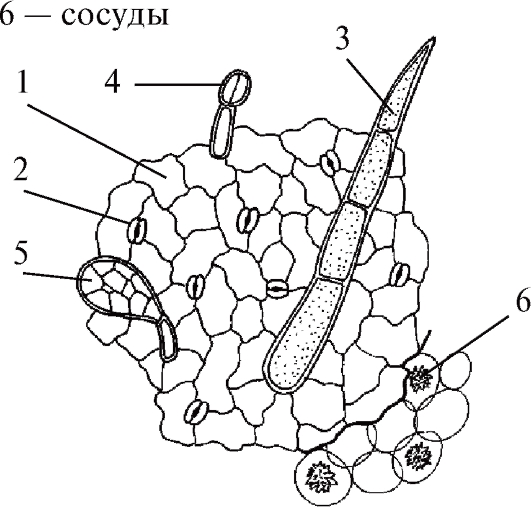 микроскопия объектов лекарственного растительного сырья различных морфологических групп - student2.ru