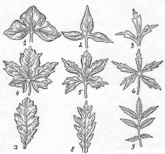 Морфологическое описание растения 1 страница - student2.ru