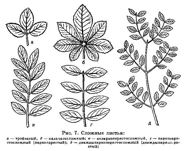 Морфологическое описание растения 1 страница - student2.ru