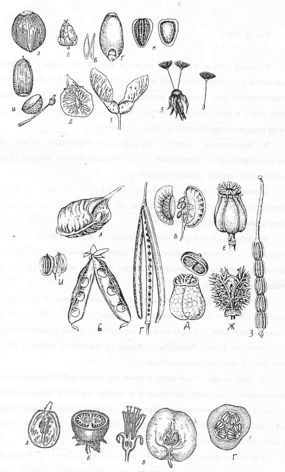 Морфологическое описание растения 2 страница - student2.ru